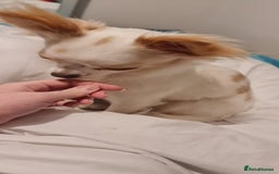 Chihuahua dogs for sale: 2 year old Chihuahua girl - Advert 5