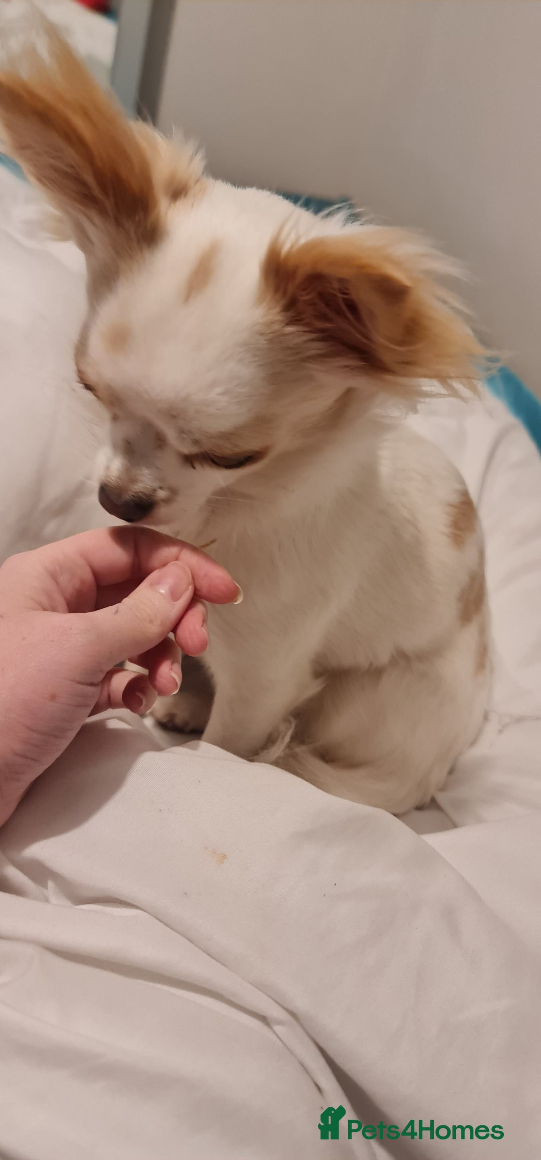 Chihuahua dogs for sale: 2 year old Chihuahua girl - Advert 5