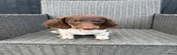 Miniature Dachshund dogs for sale: KC Reg Chocolate Piebald Long Hair Mini Dachshund - Advert 4