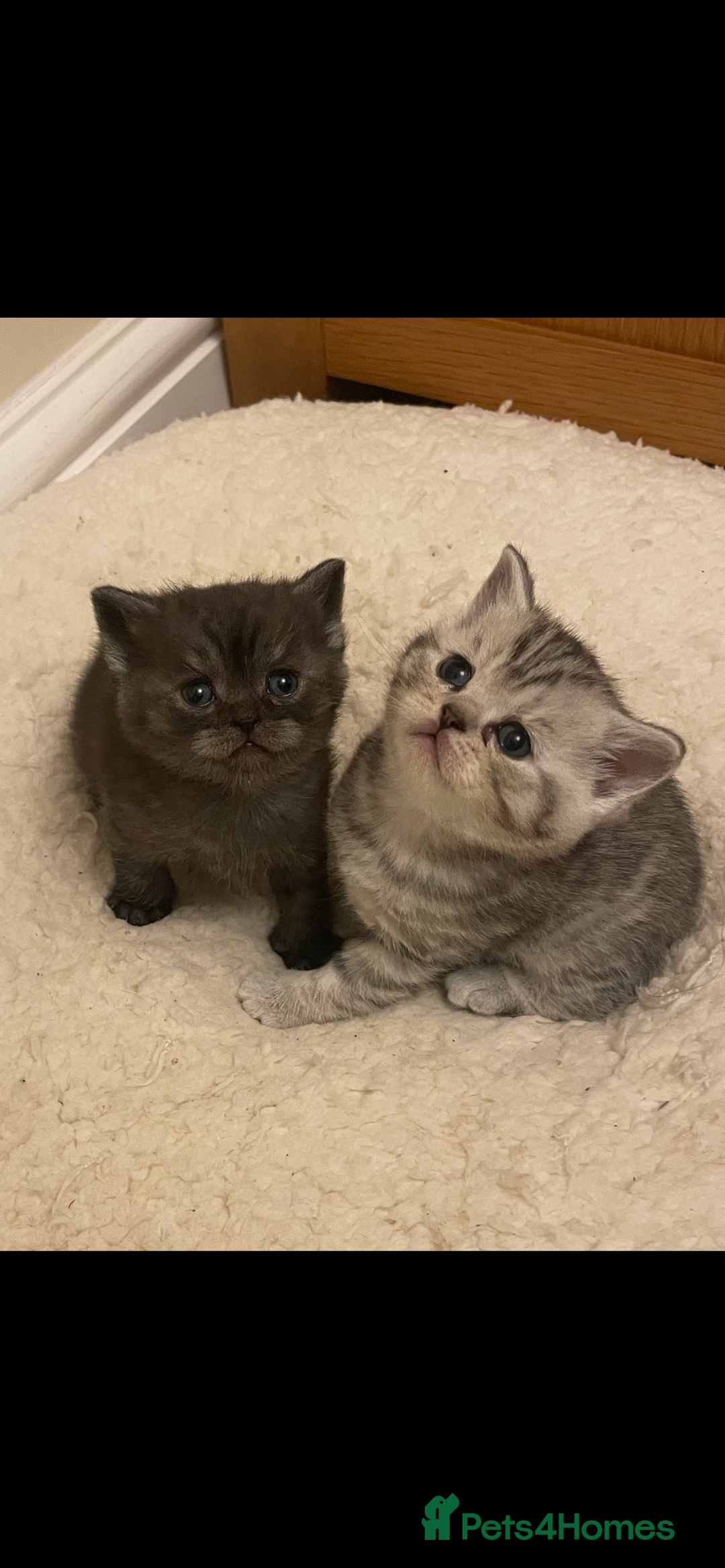British Shorthair cats for sale: GCCF reg silver British Shorthaired kittens  - Image 17