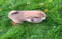 Chow Chow dogs for sale: Stunning male kc chow chow  - Advert 13