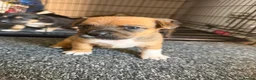 Staffordshire Bull Terrier dogs for sale: Staffy pups  - Advert 3