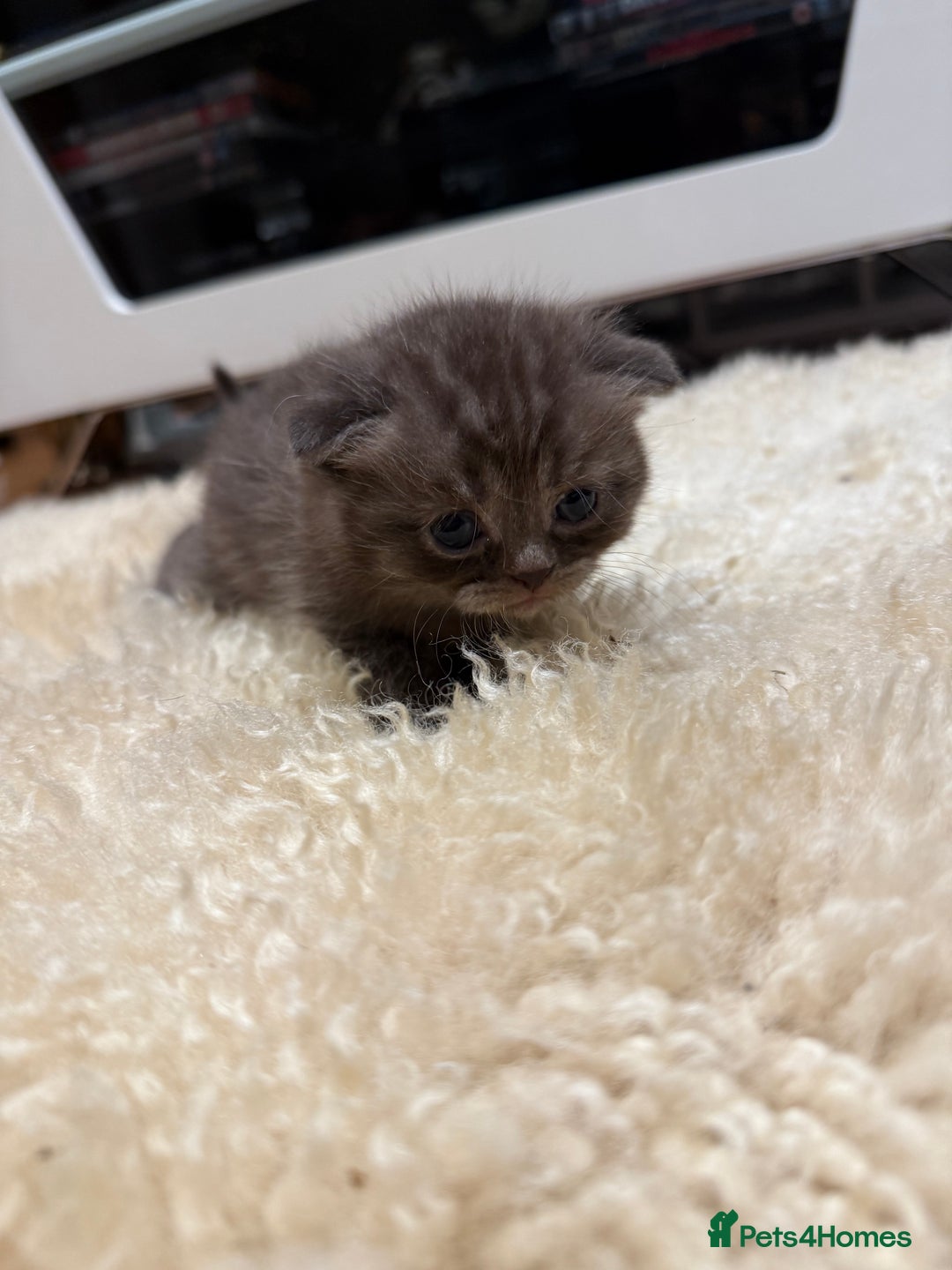 British Shorthair cats for sale: BSH x Fold stunning show kittens  - Advert 24