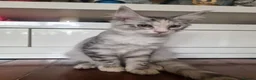 Maine Coon cats for sale: Beautiful Maine Coon Kittens READY TO LEAVE - Advert 1
