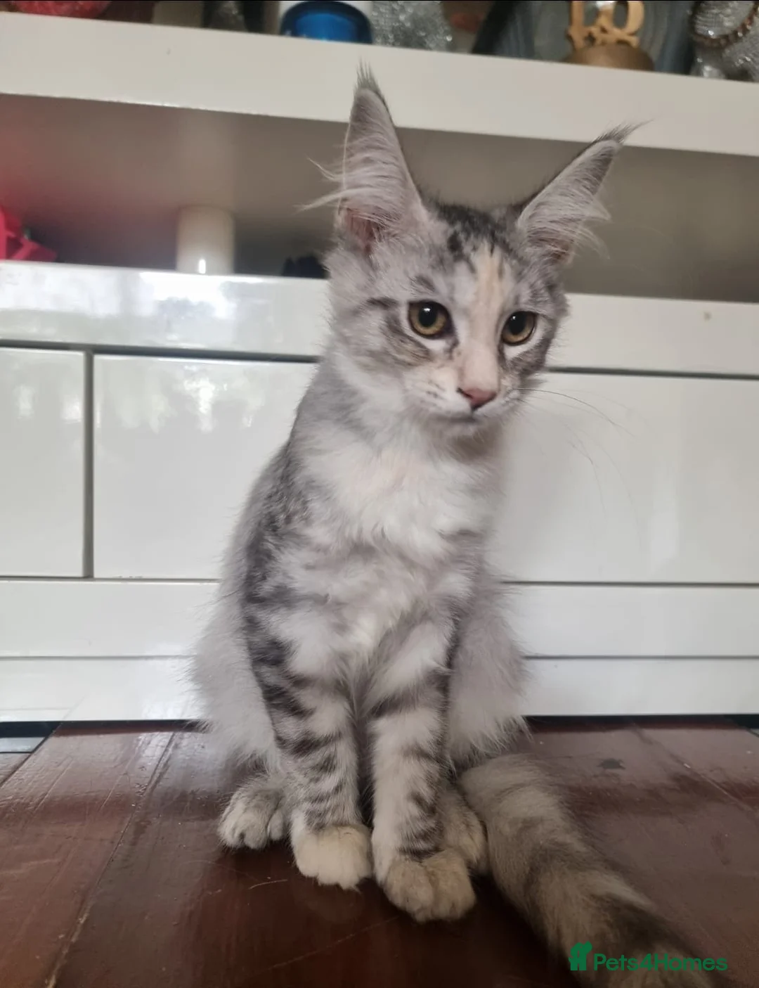 Maine Coon cats for sale: Beautiful Maine Coon Kittens READY TO LEAVE - Advert 1