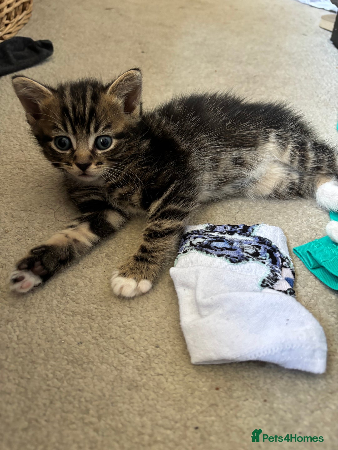 British Shorthair cats for sale: 2 male kittens  - Image 5