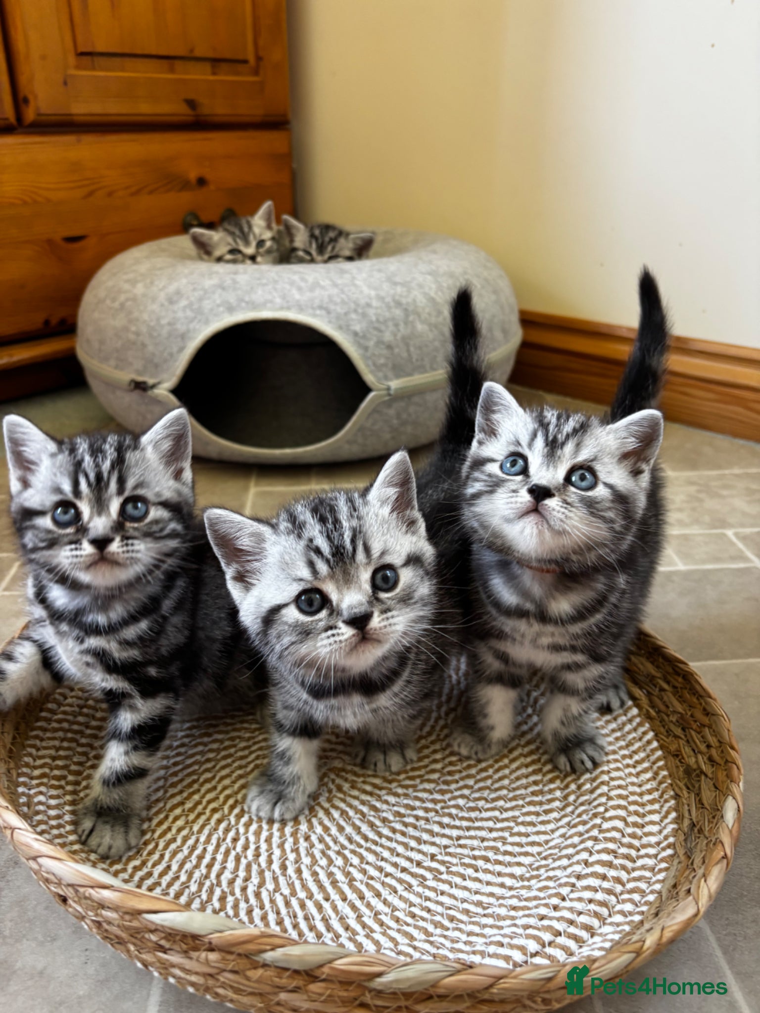 British Shorthair cats ❤️💙 Gorgeous Pedigree Silver Tabby BSH 💙❤️ - Advert 1