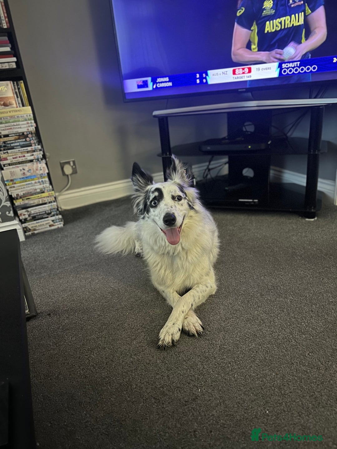 Border Collie dogs for sale: Patch - Image 7