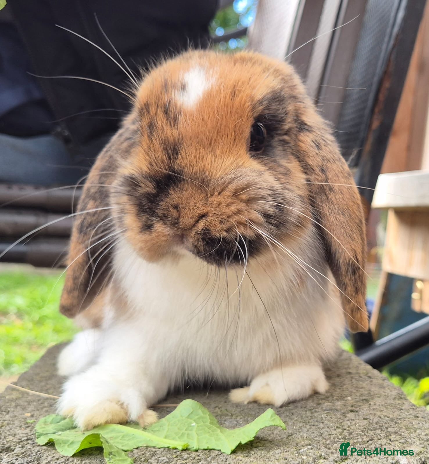 Mini Lop rabbits Mini lops ready - Advert 1