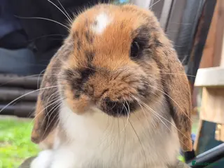 Mini Lop rabbits Mini lops ready - Advert 1