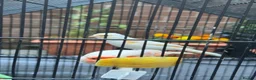 Canaries birds for sale: White canaries with cage in Belfast - Advert 5