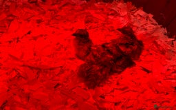 Chickens poultry for sale: Pekin bantam chicks  - Image 5