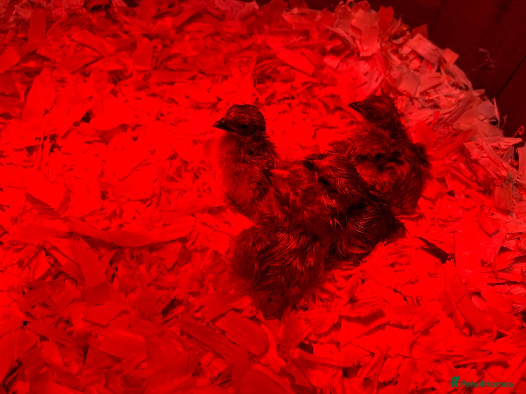 Chickens poultry for sale: Pekin bantam chicks  - Image 5