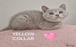 British Shorthair cats for sale: 8 Pedigree British Shorthair Kittens Blue Lilac  - Image 5