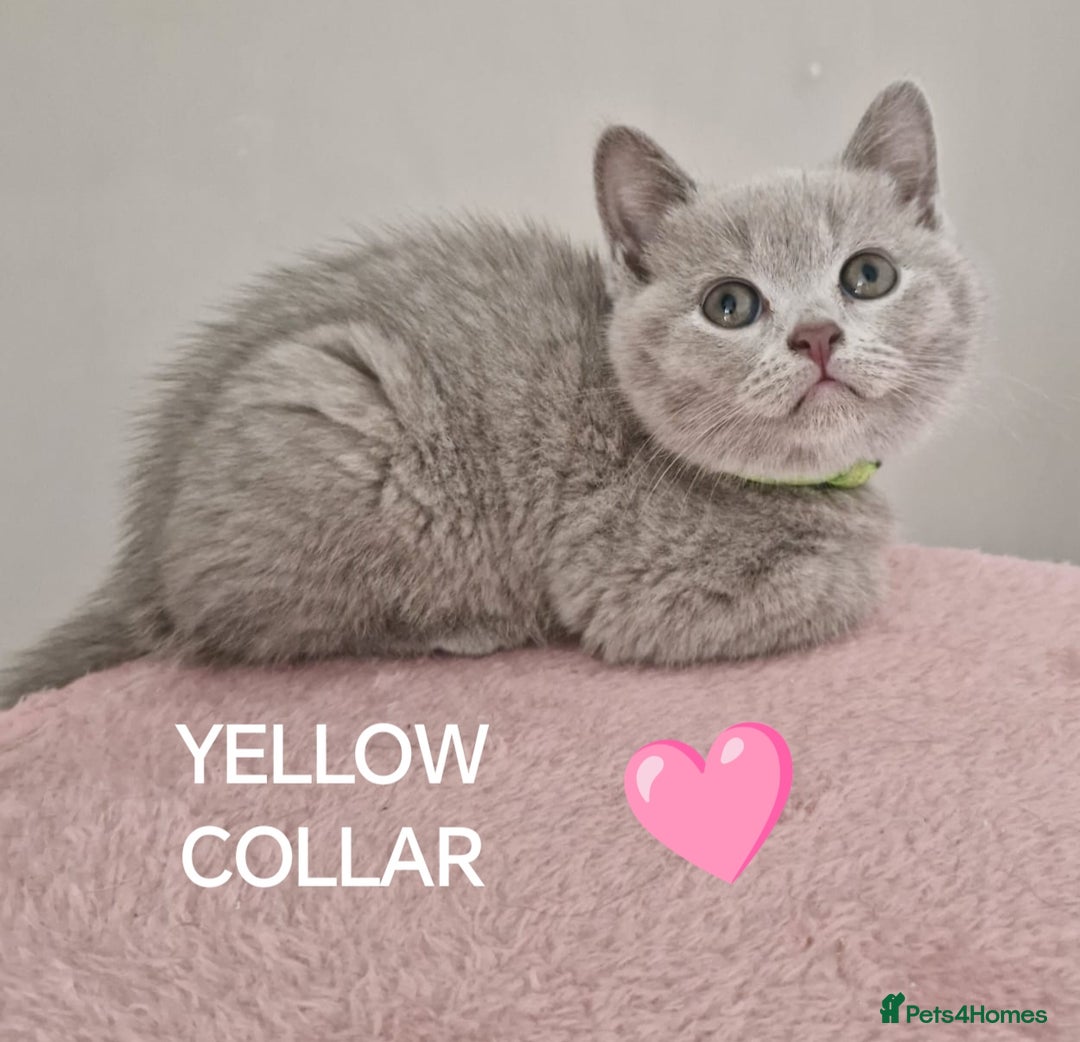 British Shorthair cats for sale: 8 Pedigree British Shorthair Kittens Blue Lilac  - Image 5