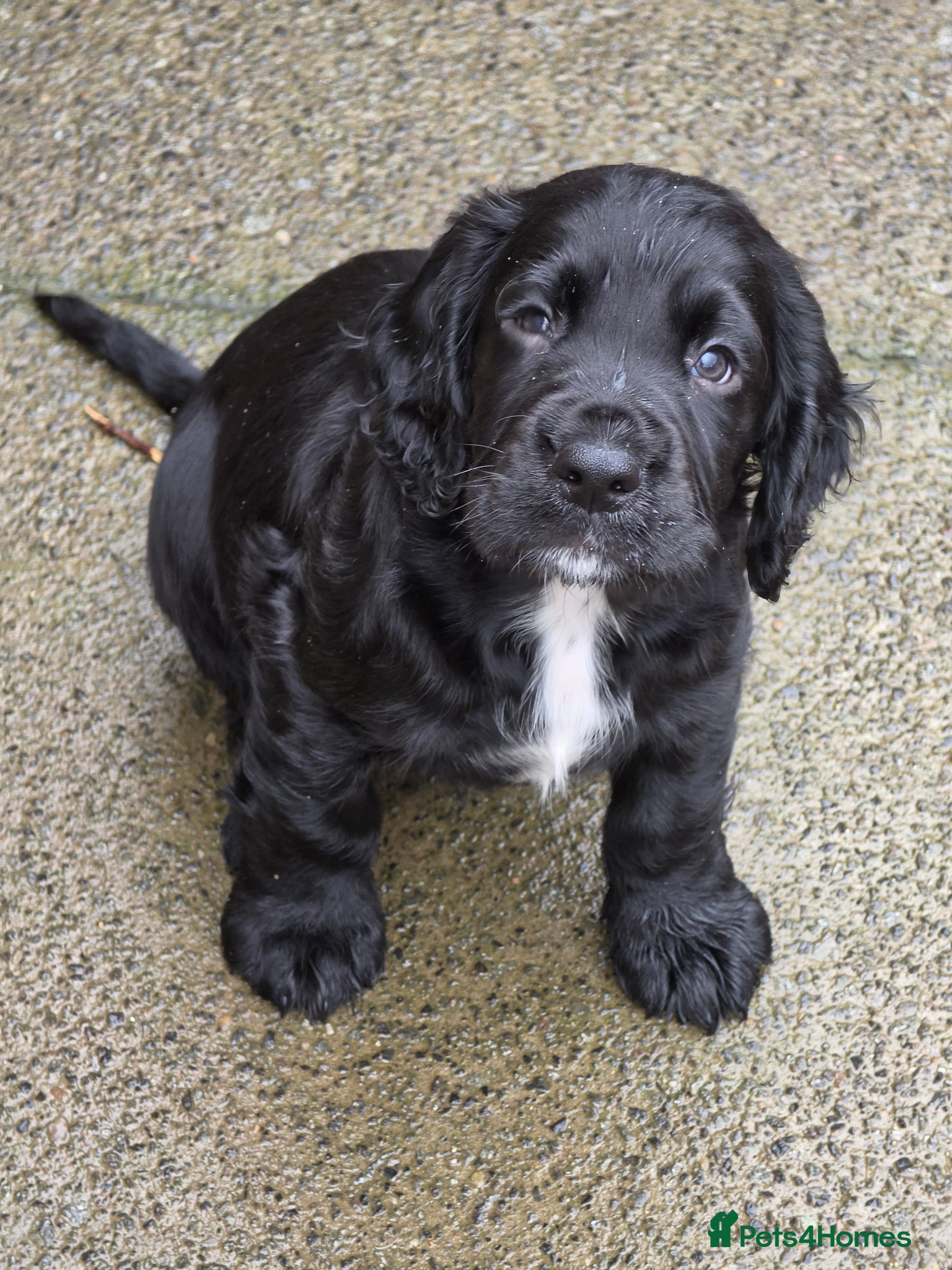 Cocker Spaniel dogs Cocker spaniel  - Advert 2