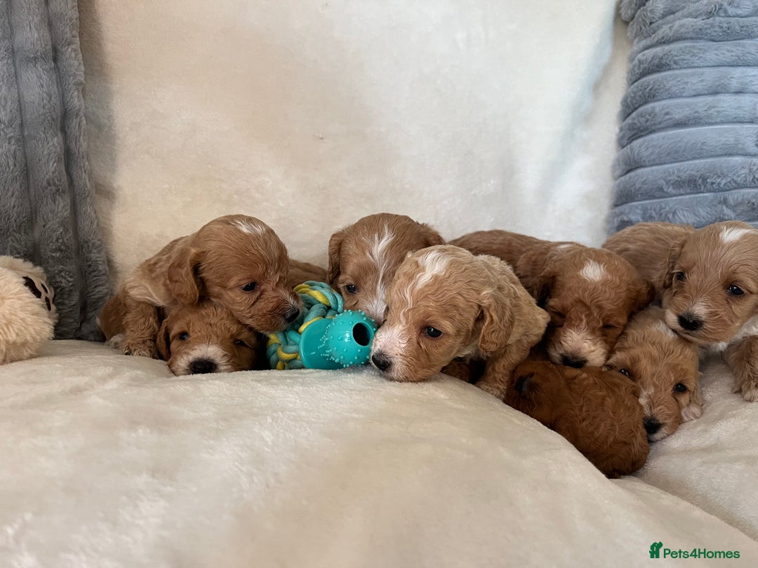 Cockapoo dogs for sale: Cockapoo puppies - DNA Health test clear  - Image 8