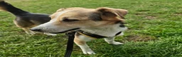 Mixed Breed dogs for adoption: Banjo (terrier mix) in London - Advert 14