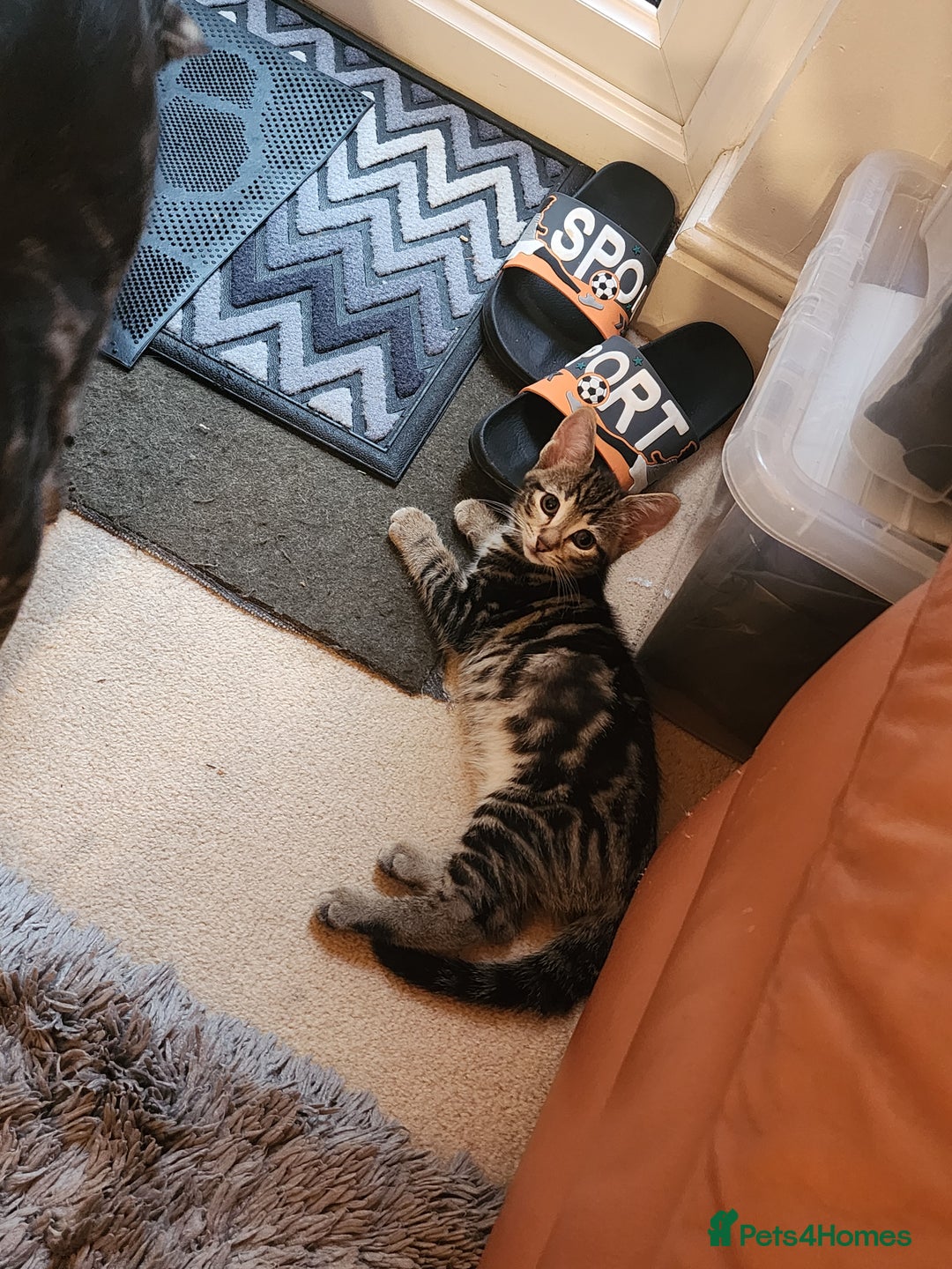 European cats for sale: 7 Lovely tabby kittens for sale - Image 11