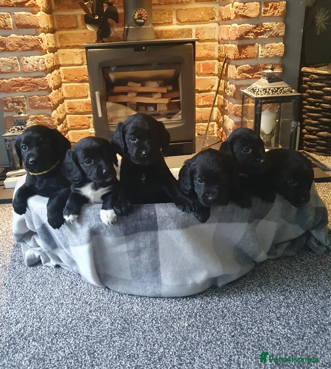 Cockerdor dogs for sale: COCKERDOR  PUPPIES - Advert 1