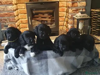 Cockerdor dogs COCKERDOR PUPPIES - Advert 2