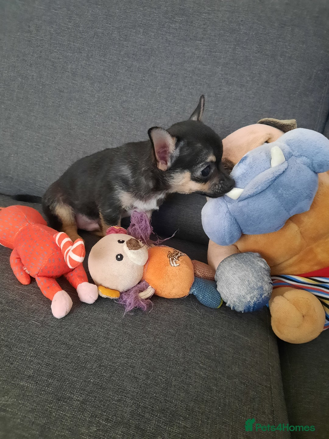 Chihuahua dogs for sale: Lovely chihuahua puppies! - Image 19