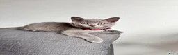 British Shorthair cats for sale: British shorthair kittens  in Skelmersdale - Advert 6