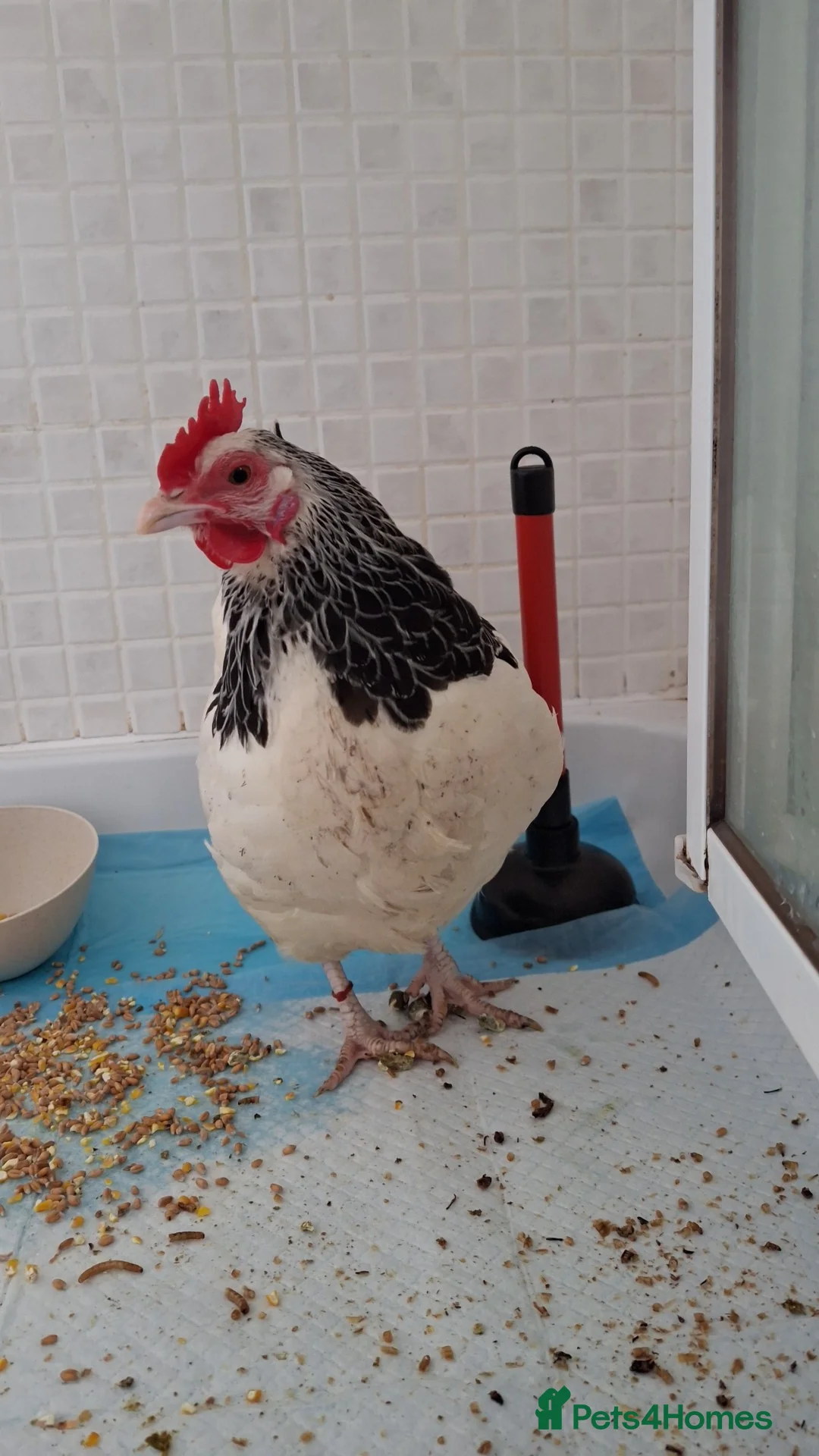 Chickens poultry for sale: Female sussex bantam - Advert 5
