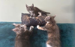 Maine Coon cats for sale: 4 LEFT! Tica registered non active mainecoons - Image 11