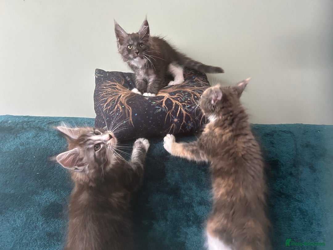 Maine Coon cats for sale: 4 LEFT! Tica registered non active mainecoons - Image 11
