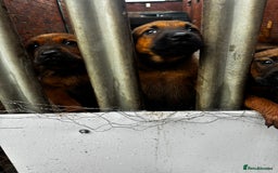 Mixed Breed dogs for sale: Rottweiler x belian malinois - Advert 4