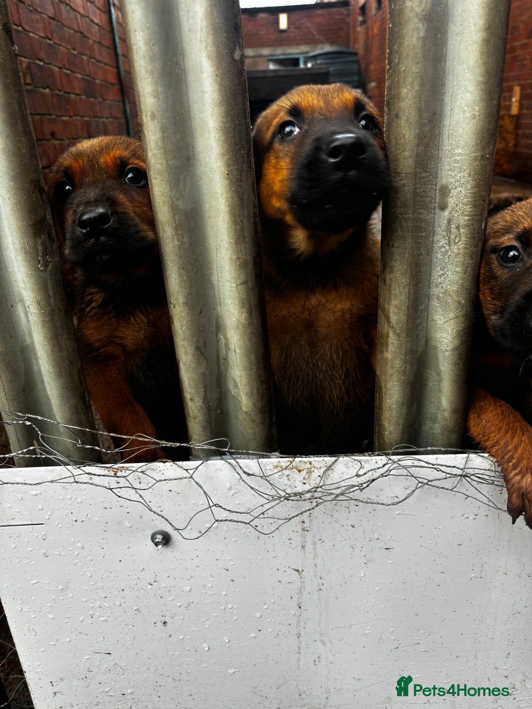 Mixed Breed dogs for sale: Rottweiler x belian malinois - Advert 4