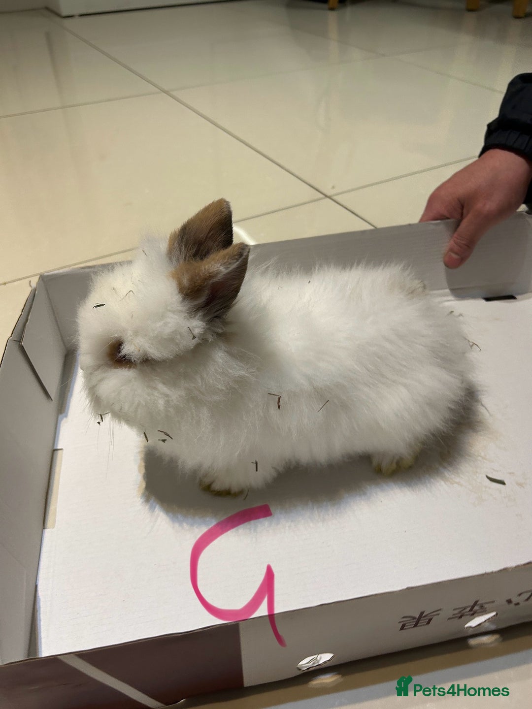 Lionhead rabbits for sale: Lionhead  - Advert 2