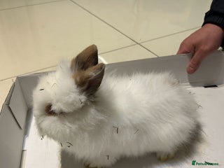 Lionhead rabbits Lionhead - Advert 2