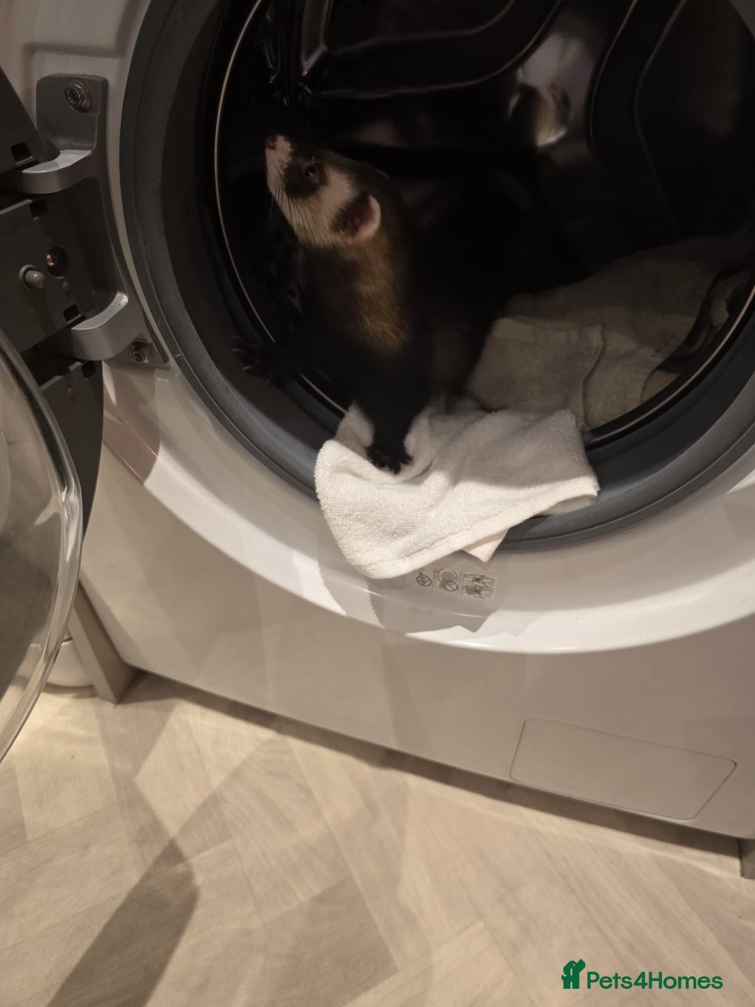 Ferret rodents for sale: Male ferret - Advert 2