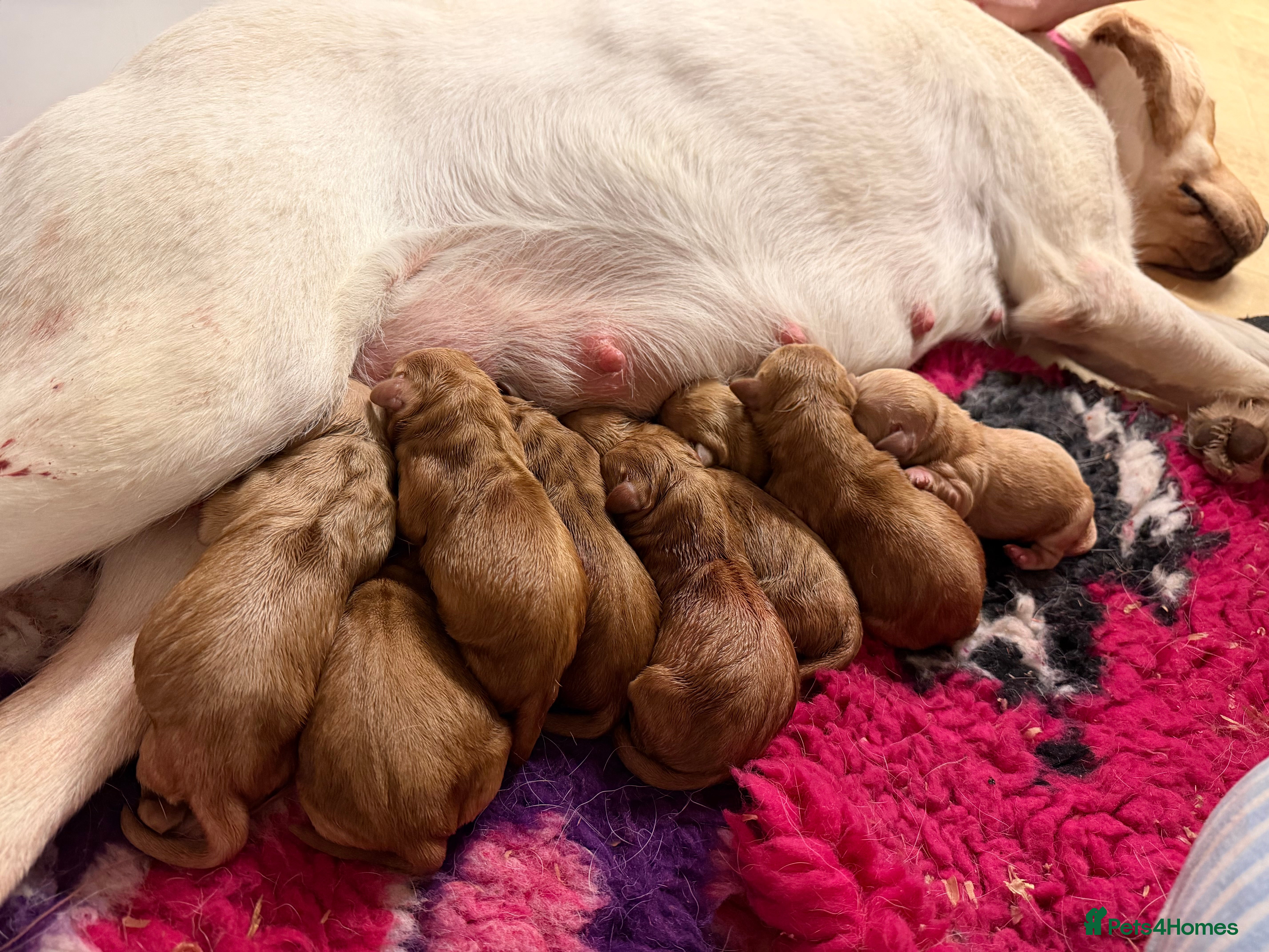 Labrador Retriever dogs Exceptional Stunning Labrador Puppies  - Advert 2