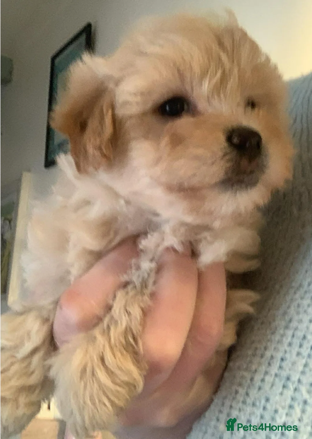 Mixed Breed dogs for sale: One gorgeous girl left Cotondoodle  - Advert 2