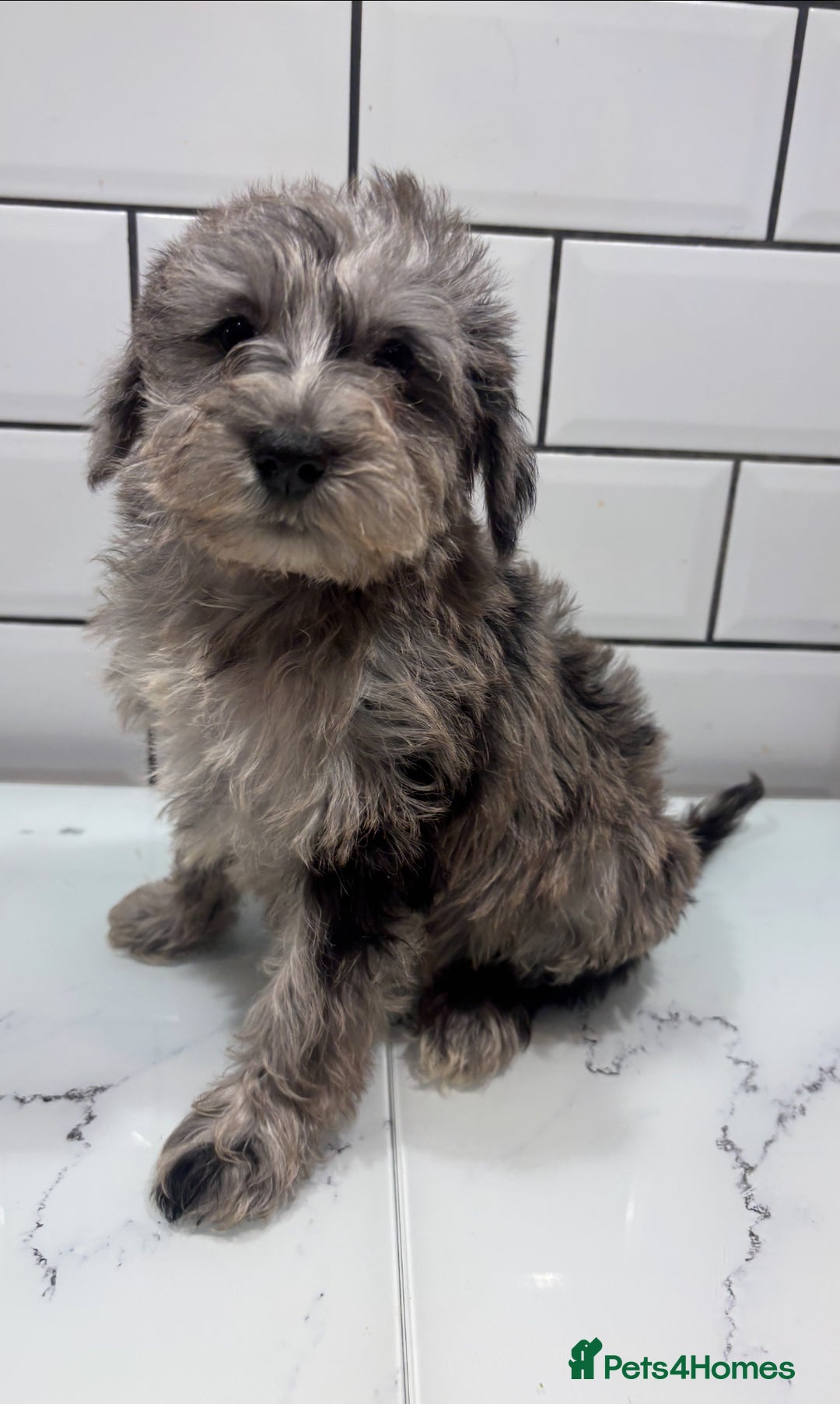 Schnoodle dogs for sale: Truly gorgeous F1 Schnoodle Puppies  - Advert 2