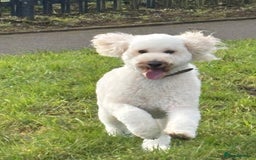 Miniature Poodle dogs for sale: 3 year old miniature poodle  - Advert 3