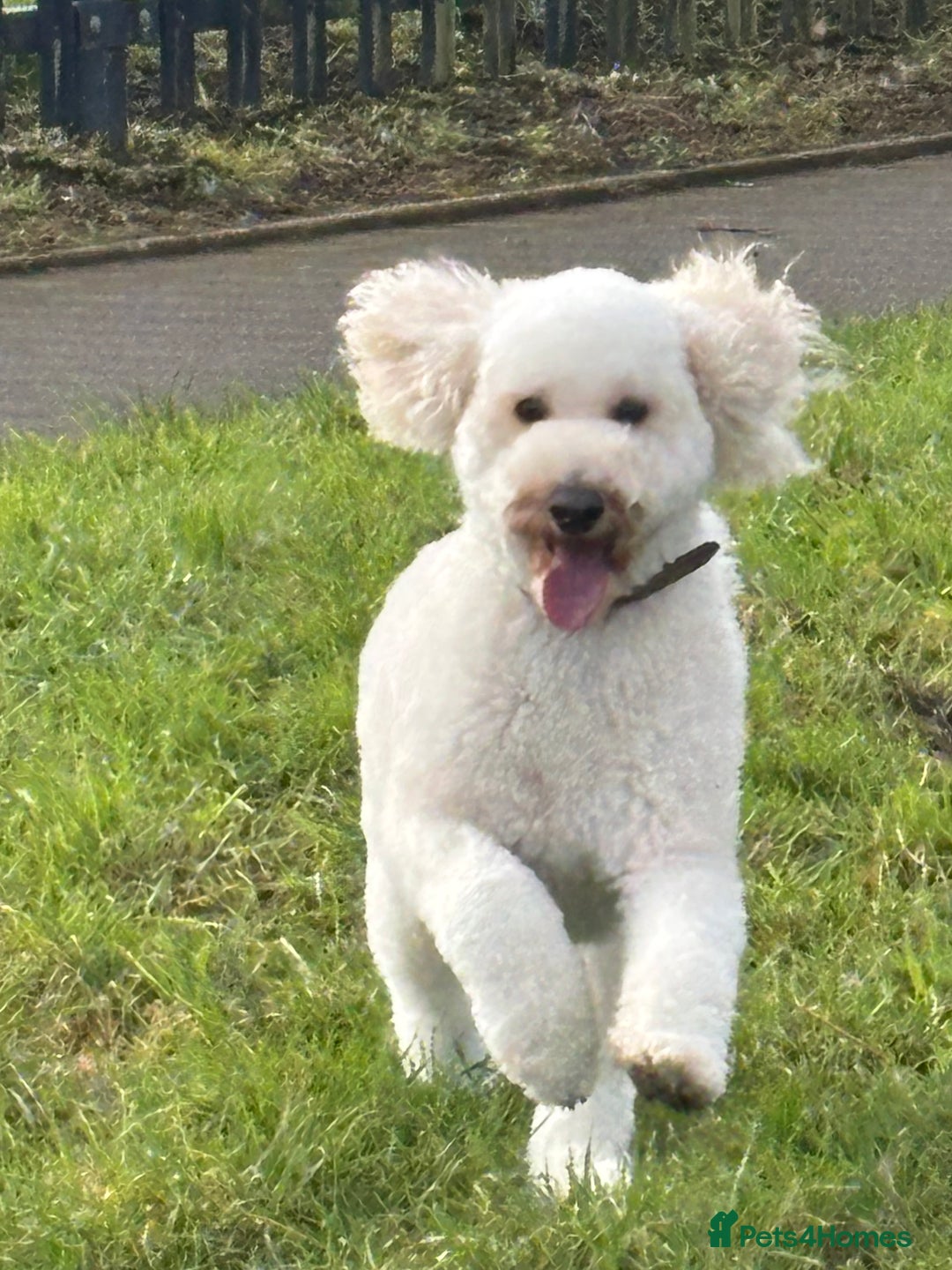 Miniature Poodle dogs for sale: 3 year old miniature poodle  - Advert 3