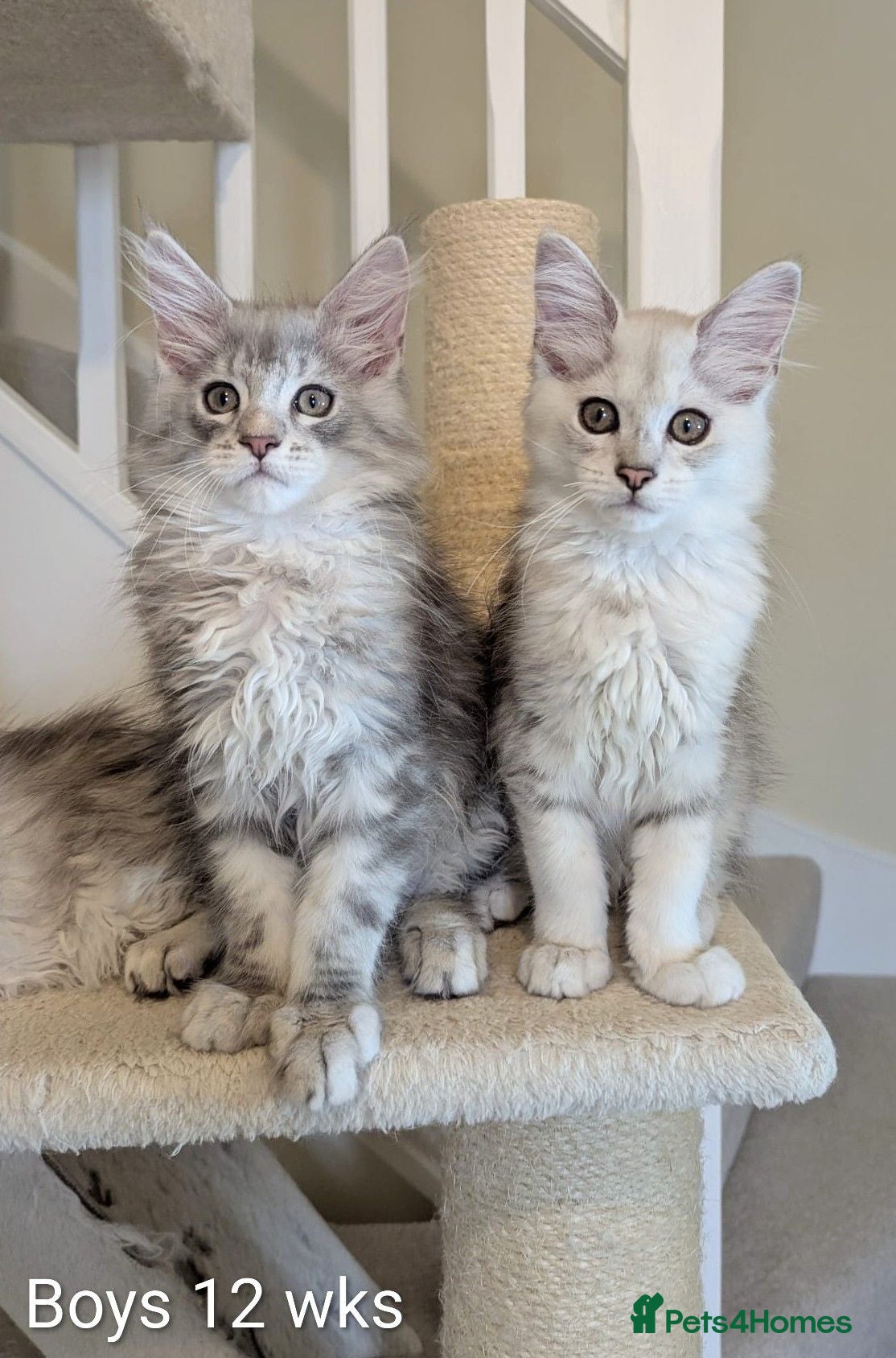 Maine Coon cats Shaded Maine Coon Kittens  - Advert 1