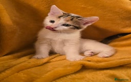 Mixed Breed cats for sale: 4 boys and 2 girls Family-Raised, Well-Socialised  - Image 7