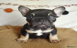 French Bulldog dogs for sale: Best Coat French Bulldogs puppies. - Image 3