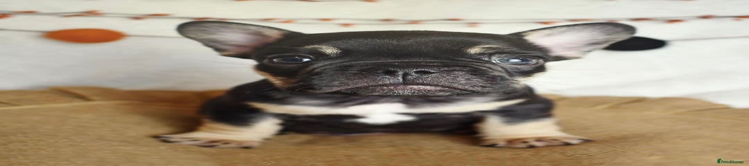 French Bulldog Puppy 3