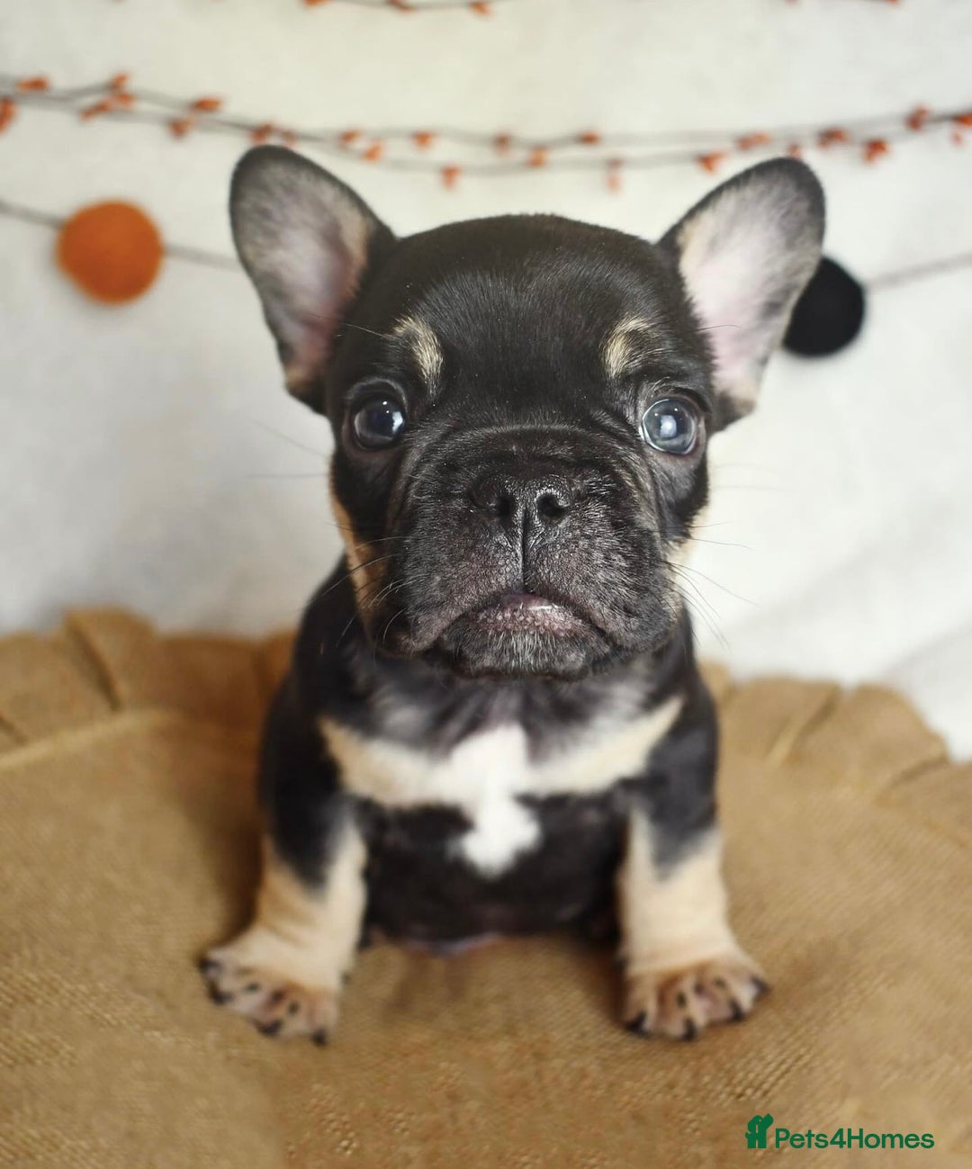 French Bulldog dogs for sale: Best Coat French Bulldogs puppies. - Image 3