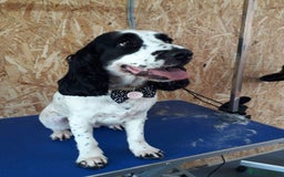 Mixed Breed dogs for sale: Spaniel/collie pup for sale - Image 4