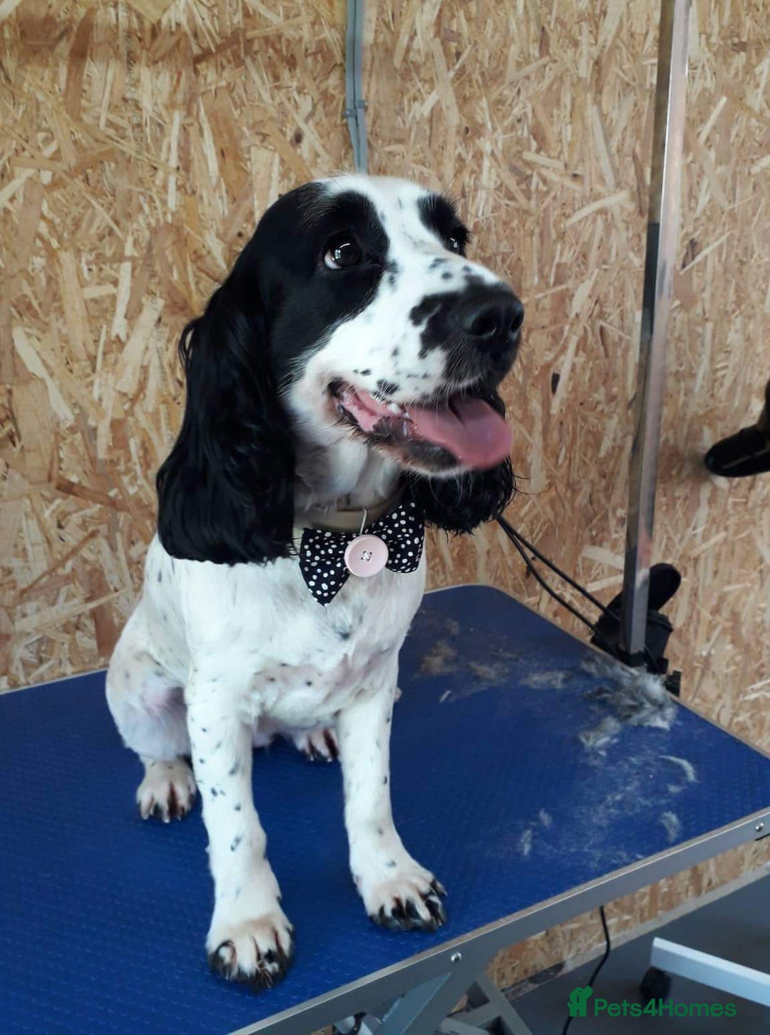 Mixed Breed dogs for sale: Spaniel/collie pup for sale - Image 4