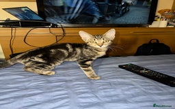 Mixed Breed cats for sale: Adorable kittens looking for a loving home - Image 2