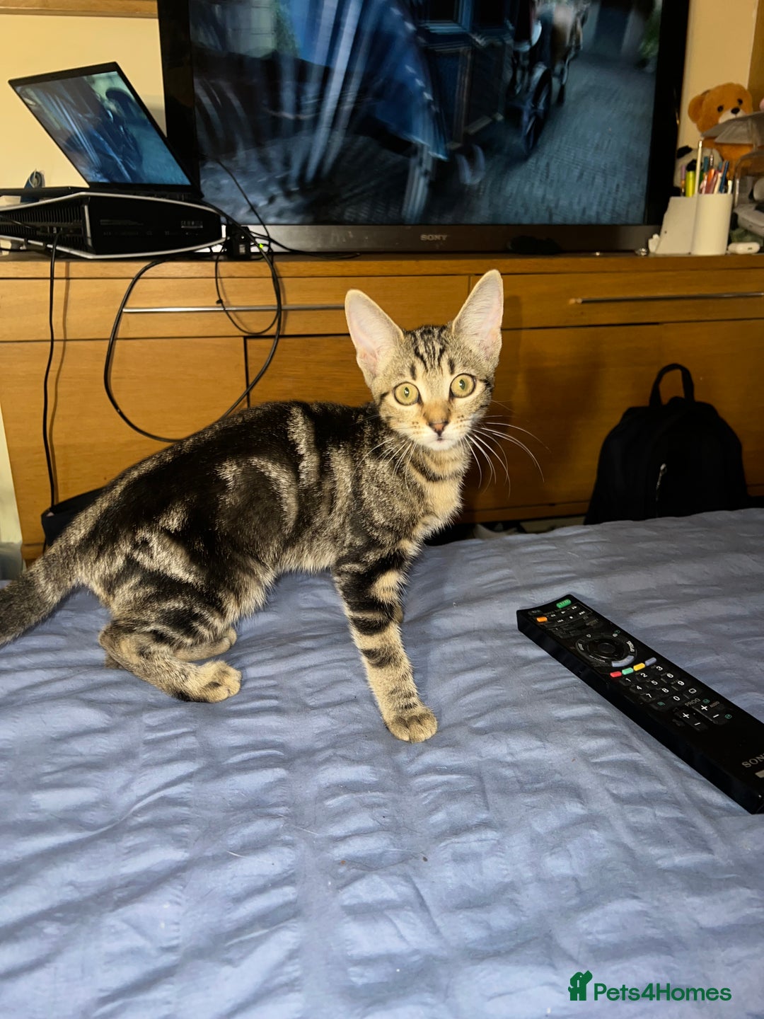 Mixed Breed cats for sale: Adorable kittens looking for a loving home - Image 2