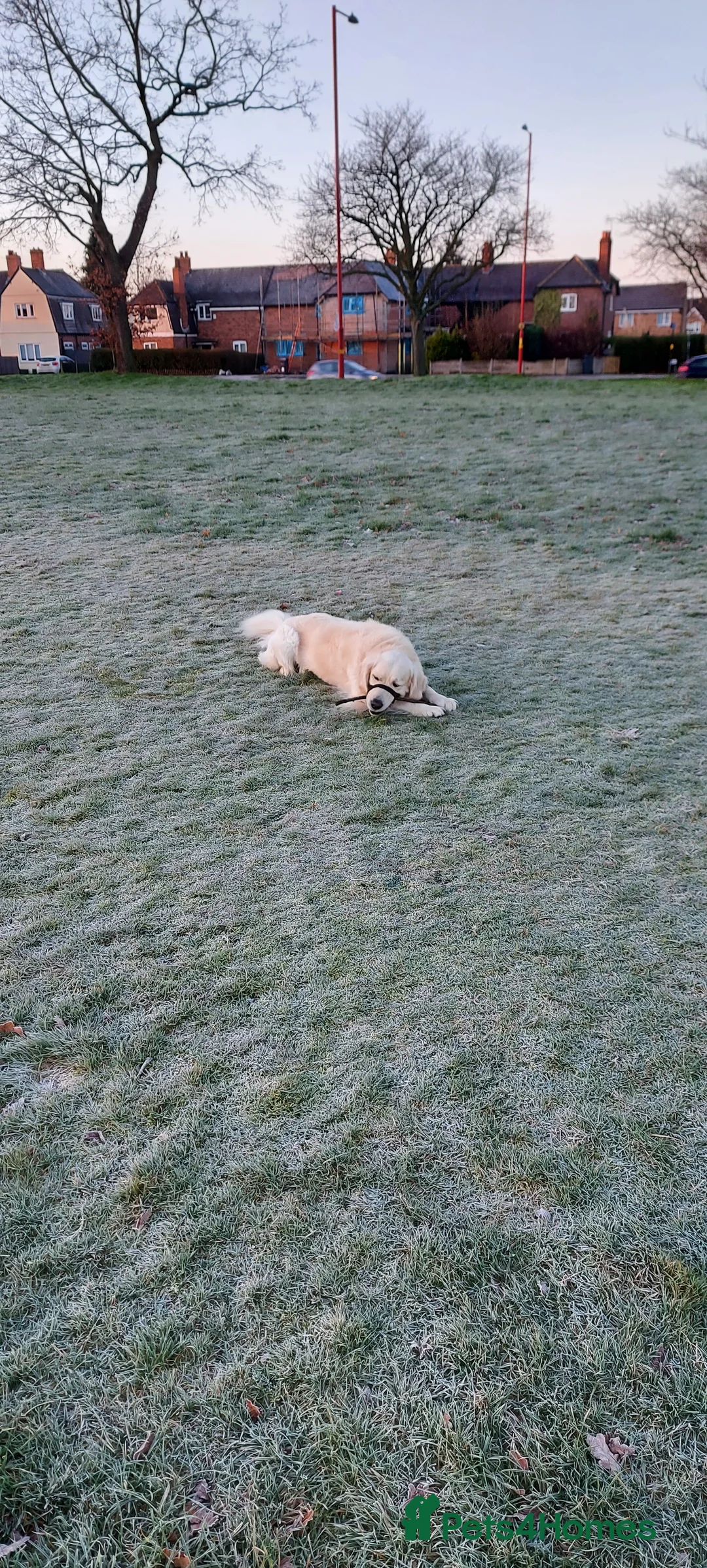 Golden Retriever dogs for stud: Polish Import KC registered Golden Retriever stud in Birmingham - Advert 9